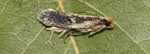 Monopis crocicapitella
